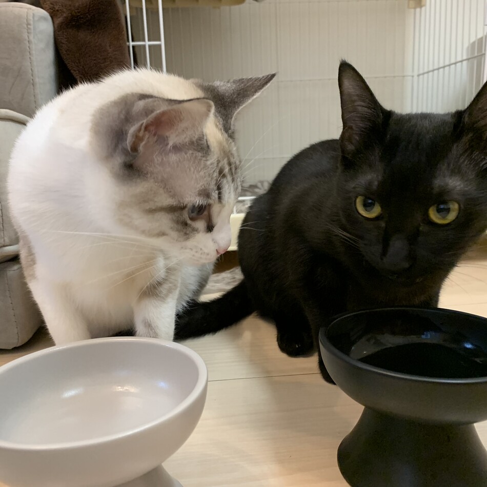 もずくのカバー写真