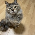 もふもふなサビ猫♡レイちゃん♡
