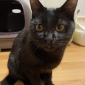 甘えん坊のレアくん