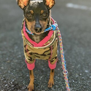 活発で明るい性格のミニピン♂テオス君