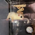 フクロモモンガメスの活発な子です