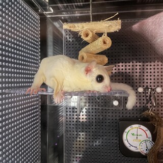 フクロモモンガメスの活発な子です