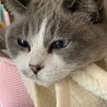 の写真