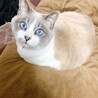 の写真