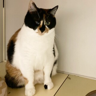 三毛猫リマ♀️(シェアト♀️と一緒に)