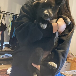 柴犬とボーダーコリーのミックスの子犬‪.ᐟ‪.ᐟ