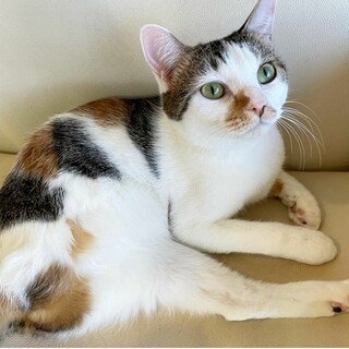 三毛猫らぶちゃん♀️