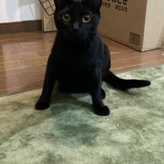 おめめ⭐︎まん丸のベルちゃん