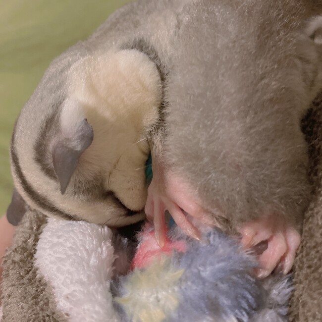 ( ⑉¯ ꇴ ¯⑉ )のカバー写真
