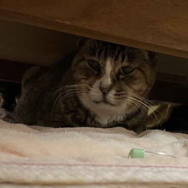 五月蝿いわね〜、上で大ジジと子供達が騒いでるわ( *｀ω´)