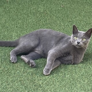 純血ロシアンブルーオス6歳 去勢済み