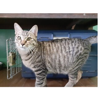 悲劇の甘えん坊王子！キジトラ男子部！