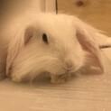 北海道千歳市　子うさぎ里親募集　募集一時停止