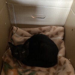 黒猫ちゃん（推定７-8ヶ月）を保護しました！