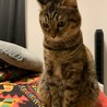 の写真