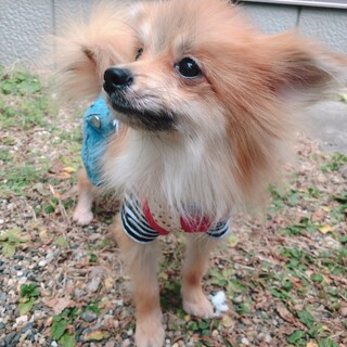 モノ君　ポメラニアン　７ケ月　男の子