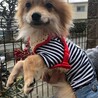モノ君　ポメラニアン　７ケ月　男の子 サムネイル3