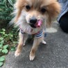 モノ君　ポメラニアン　７ケ月　男の子 サムネイル4