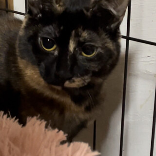 サビ猫の、みくちゃんです♡