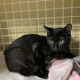ちょっとビビりな黒猫ボーイ