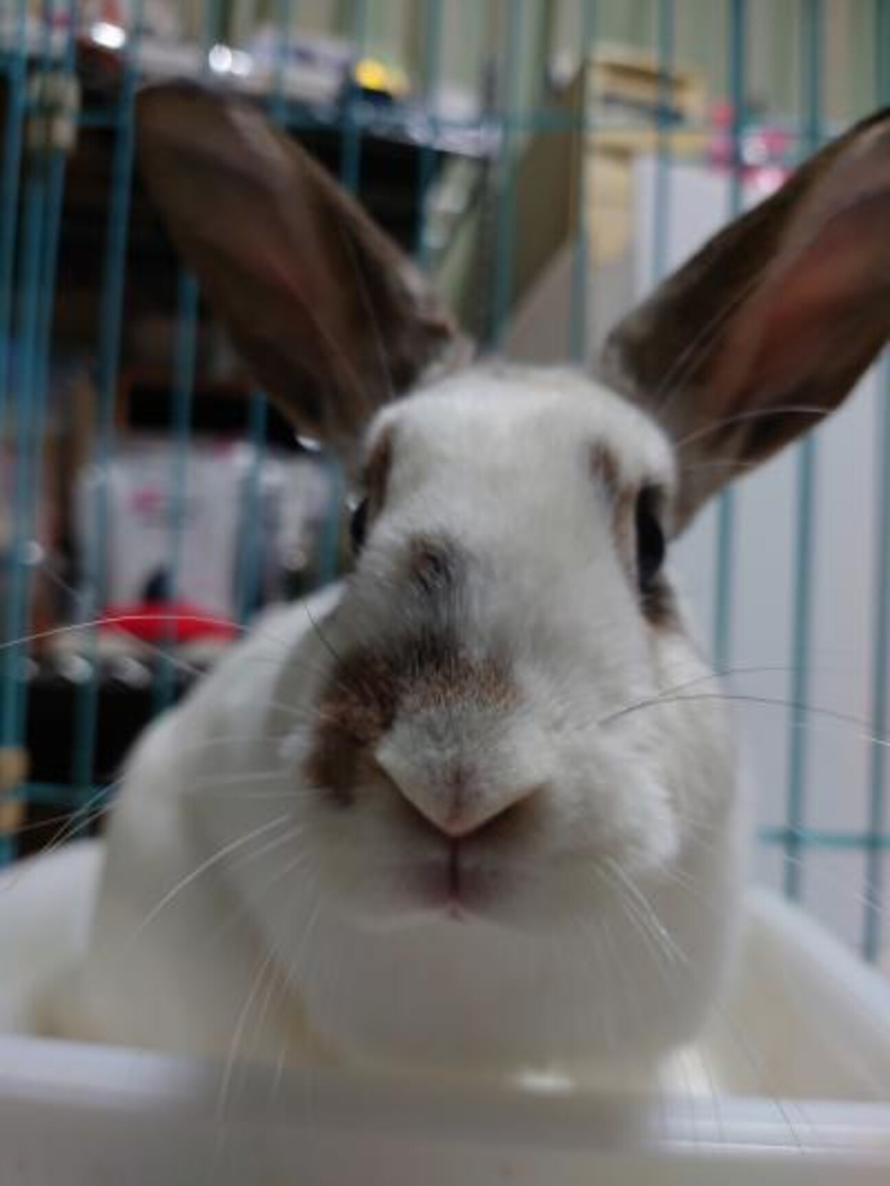 保護うさぎ リベちゃん 大阪府 小動物の里親募集 ペットのおうち 月間利用者150万人