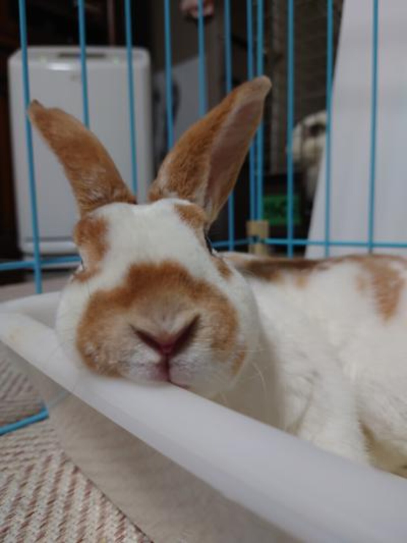 保護うさぎ みるるちゃん 大阪府 小動物の里親募集 ペットのおうち 月間利用者150万人