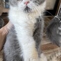 生後６ヶ月ブリティッシュの男の子　ブルー