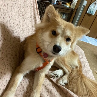 「マロン」女の子