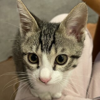 元気いっぱいキジシロの女の子です❗️