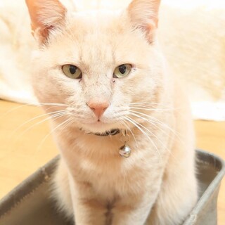 【7/30譲渡会参加予定】くっつきたい男トラウト君