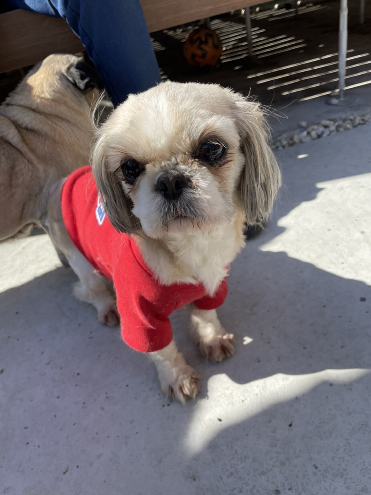 お目目クリクリ シーズー 東京都 犬の里親募集 ペットのおうち 月間利用者150万人