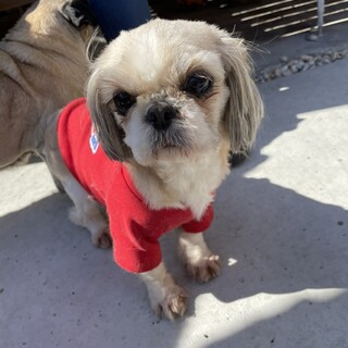 お目目クリクリ「シーズースモモ」