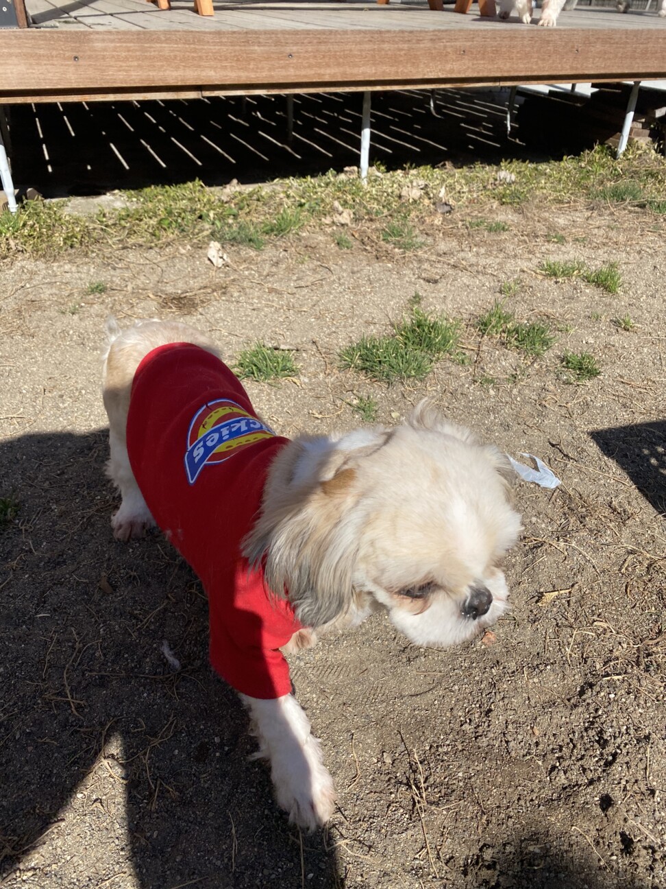 お目目クリクリ シーズー 東京都 犬の里親募集 ペットのおうち 月間利用者150万人