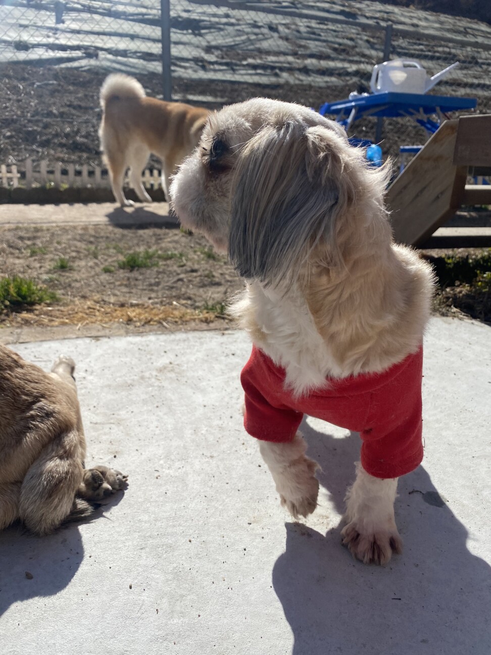 お目目クリクリ シーズー 東京都 犬の里親募集 ペットのおうち 月間利用者150万人