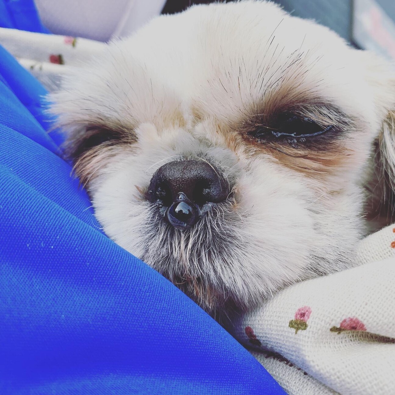 お目目クリクリ シーズー 東京都 犬の里親募集 ペットのおうち 月間利用者150万人