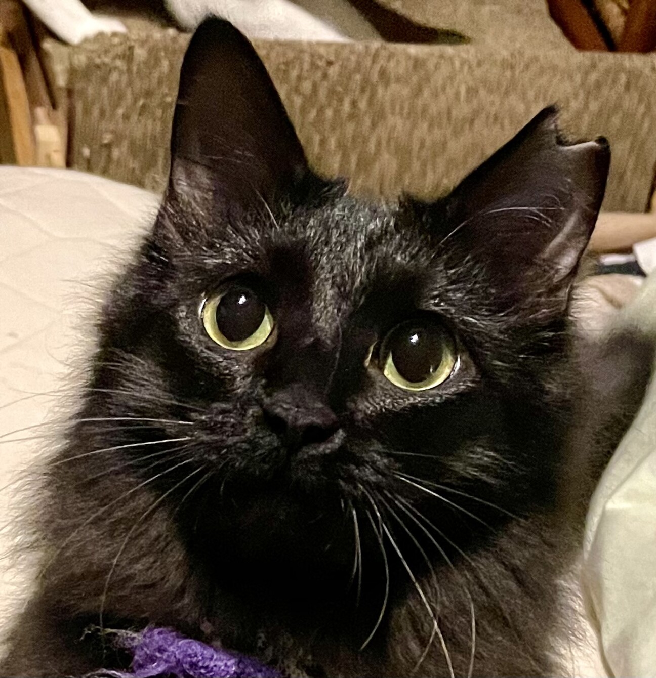 長毛ふわふわのゴロゴロの 大阪府 猫の里親募集 40 ペットのおうち 月間利用者150万人