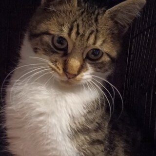 少し下ぷくれのお顔がかわいい、４ヶ月のきょろ君