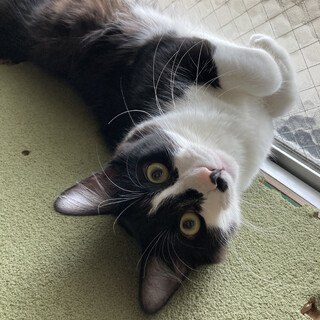 中毛フサフサの男の子あおくん⭐️