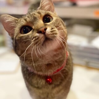 エイズ陽性でも元気な甘えん坊☆ゆーかり