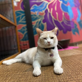 きれいな毛色☆てんてん