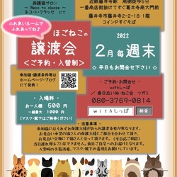 大阪藤井寺ほごねこお見合い会