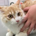 長毛の茶トライケメン子猫❗️