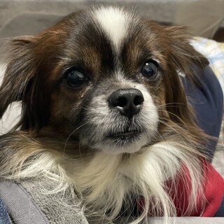 甘えん坊のMIX犬タロくん