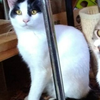 おしとやかな女の子！リリスちゃん