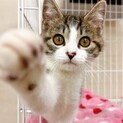 ふわふわ子猫ちゃん♪ おもちゃ大好きキジ白 男の子
