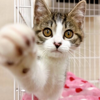 ふわふわ子猫ちゃん♪ おもちゃ大好きキジ白 男の子