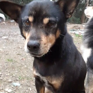 6キロ小柄♂●飼い主さん逝去●新しい家族を