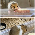 1/8生まれ。男の子4匹