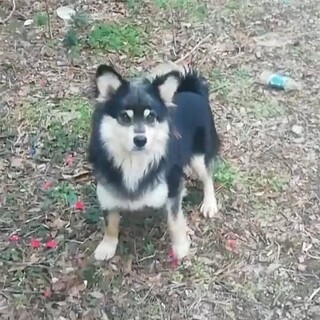 4歳●飼い主さん逝去●新しい家族を