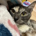 洋猫、パステルサビ小柄な女の子